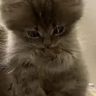 قطة للبيع ب150