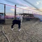 خروف نجدي داغور