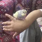 فرخ بادجي