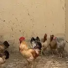 دجاج بلدي