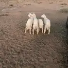 بهم حري