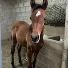 مهر عربي اصيل للبيع