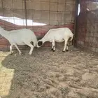 رفيديات دفيع