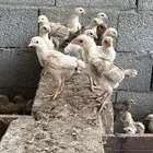 صوص بلدي محصن