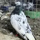 حمام باكستاني بتيرا