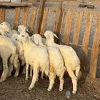 بهم تربيه شعره بيضاء من 840