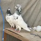 حمام