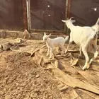 تيس قزمي