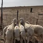 بهم ( تم البيع)