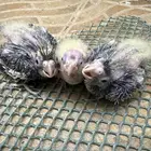 فروخ تحت الغر