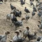 صوص دجاج فيومي دم صافي