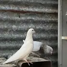 حمام سلفر و فرنسي و بكستاني