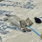 قطه صغيره للتبني