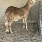 غنم سواكن( تم البيع)