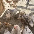 دجاج برا هما كولومبيا ما شاء الله تبارك الله عمر شهرين ونص