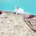 أرانب