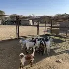 تيوس عوارض للبيع