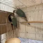 جوز كنيور سنمون تركواز