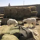حريات شياه رباع وتامه