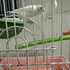 زوج كناري سوري