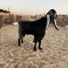 تيس فحل طيب