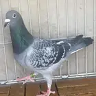 زاجل سباق ابناء جوز الذهبي ( تم البيع )
