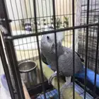 فرخ كاسكو للبيع عمره 5 شهور أليف جدا