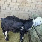 خروف نجدي مشروع فحل جذع جوال