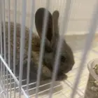 ارنب مشروط من كل شي عمره شهر او زياده والله اعلم