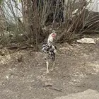 بكستاني بيور