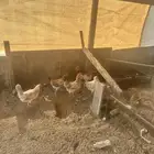 دجاج بلدي و فيومي (( تم البيع ))