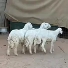 ذبايح حري تمايم
