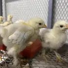 صوص دجاج برهما كولمبي سلالة كونك اصل دم صافي