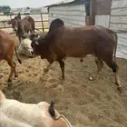 عجول وحسلان بلدي