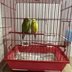 طير بادجي جميعها ذكر