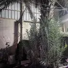 فروخ نخل شيشي