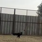 ديك شامو ياباني