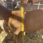 جوز ماعز قزم