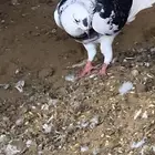 حمام قطايف