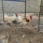 ديوك لوهمان براون عدد 2