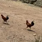 ديكه دجاج