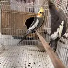 كروان