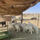 طليان وسط طيبه
