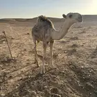قعود