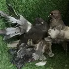 رقاص امريكي