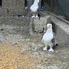 للبيع حمام حب رمان