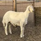 خروف حري صنف