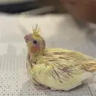 محمية الطيور المغرده