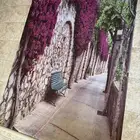 ستاره للبيع شكل رسمه