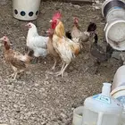دجاج للبيع
